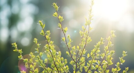 Gentle cluster of short and long branches with young leaves, sunlight beams creating glowing bokeh
