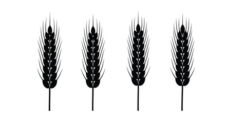 Four black wheat stalks isolated on white background are lined up nicely