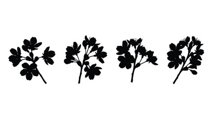 Obraz premium Silhouette of flowering branches isolated on white background