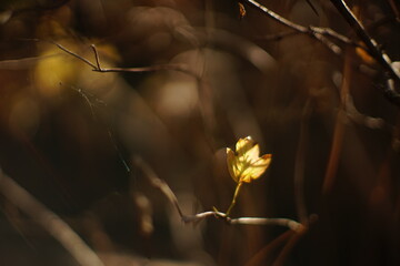 yellow leaf on the thin branch in the garden