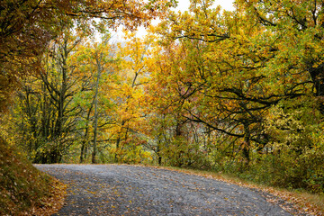 Golden and orange leaves decorate the quiet mountain path surrounded by nature and fresh air during early autumn days.