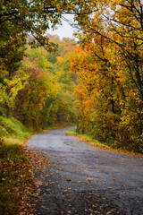 Golden and orange leaves decorate the quiet mountain path surrounded by nature and fresh air during early autumn days.