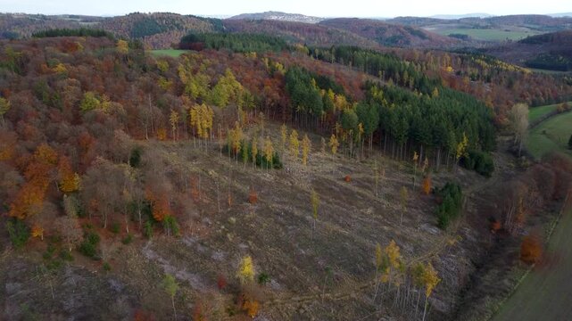 Drohnenflug &uuml;ber bewaldeten Hang in Nordhessen &ndash; Vorw&auml;rtsbewegung &uuml;ber herbstlichen Mischwald mit kahlen Stellen durch Borkenk&auml;ferbefall, Natur und Mittelgebirgslandschaft