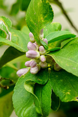 Close-up of lemon flower buds nestled in vibrant green foliage, capturing an early stage of bloom and the natural beauty of citrus plant growth.
