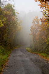 A lonely mountain road curves through a misty autumn forest filled with colorful leaves and peaceful natural silence.