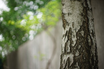 birch tree trunk in the park