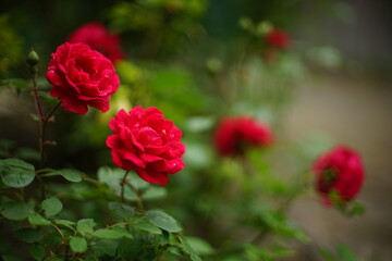 red rose bush in the garden