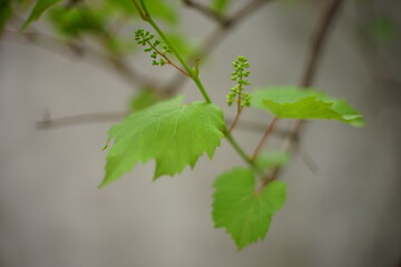 green grape leaves on a branch
