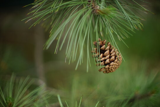 close up of a pine cone on pine tree
