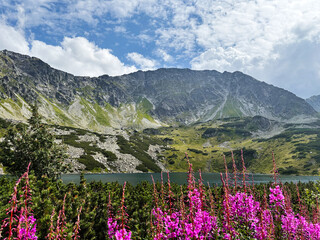 Scenic mountain lake with pink flowers in Zakopane Poland under a blue sky