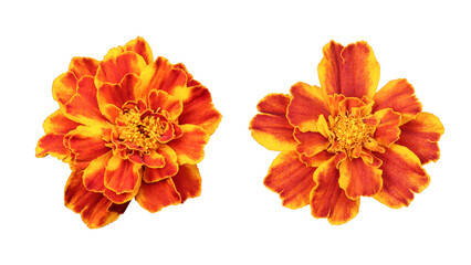 Red orange marigold flower isolated on transparent background