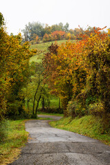 Autumn embraces the mountain road with golden leaves forming a natural tunnel of beauty and quiet peaceful charm.