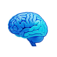 Realistic blue 3d human brain anatomy with detailed gyri and sulci isolated on transparent background