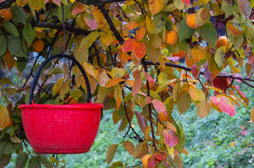 The red bucket contrasts with green and yellow foliage creating a vibrant rural scene during fruit harvest time in nature.