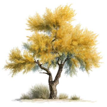 Watercolor painting of Tamarisk Tree, detailed and artistic vector illustration on a white background.