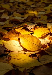 Golden Autumn Leaves Bathed in Sunlight on Forest Floor.