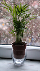 There's a palm tree by the window and it's raining outside.