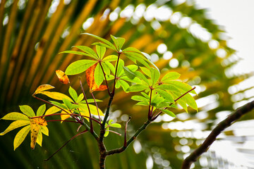 green leaves on the tree