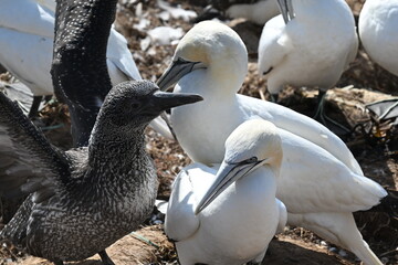Blasstölpel beim Brüten auf den Klippen von Helgoland