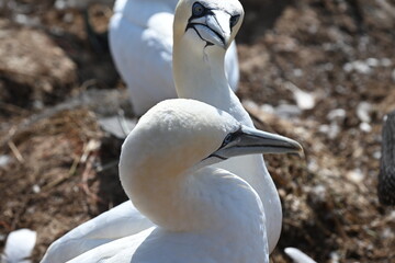 Blasstölpel beim Brüten auf den Klippen von Helgoland