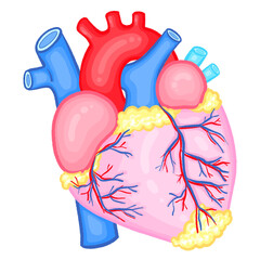Human Heart Illustration with Coronary Arteries  Medical Cardiology Artwork