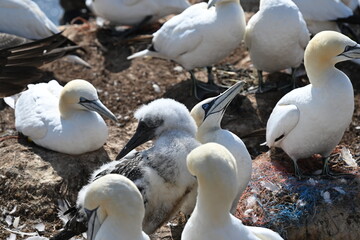 Blasstölpel beim Brüten auf den Klippen von Helgoland
