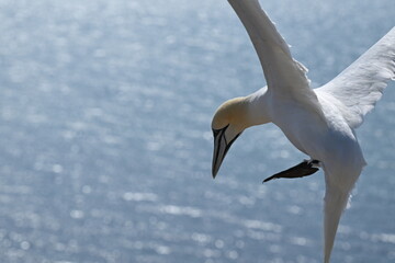 Blasstölpel beim Brüten auf den Klippen von Helgoland