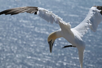 Blasstölpel beim Brüten auf den Klippen von Helgoland