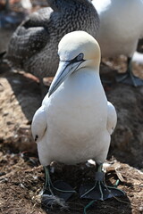 Blasstölpel beim Brüten auf den Klippen von Helgoland
