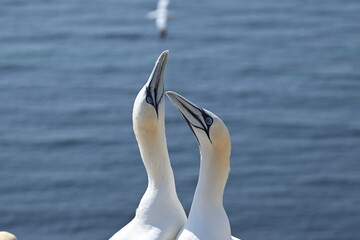 Blasstölpel beim Brüten auf den Klippen von Helgoland