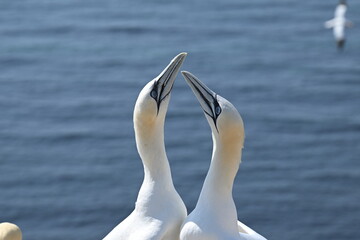 Blasstölpel beim Brüten auf den Klippen von Helgoland