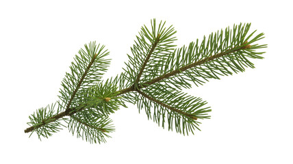 Naklejka premium Vibrant green pine branch with delicate needles, perfect for naturalistic designs and festive holiday themes, offering fresh botanical beauty