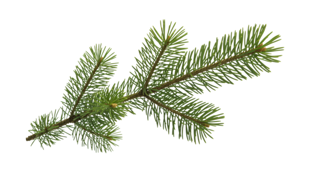 Vibrant green pine branch with delicate needles, perfect for naturalistic designs and festive holiday themes, offering fresh botanical beauty