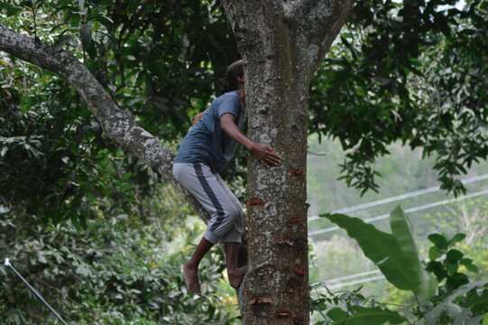 A mother climbs the lower branch of a large mango tree, balancing carefully while examining ripe fruits amid the shaded green foliage of her rural orchard.