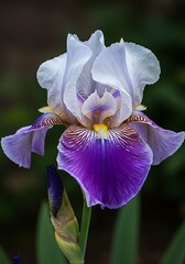Vibrant Purple and White Iris Flower Blooming in a Lush Garden.