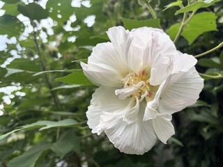 Delicate close-up of a white Confederate Rose (Hibiscus mutabilis) flower in full bloom, showcasing its soft, ruffled petals and yellow center against a lush green foliage background.

