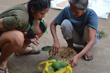 A mother places freshly picked mangoes into a yellow bag while her daughter watches attentively, learning and sharing the rhythm of simple rural life.