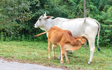 Calf nursing from mother cow in a quiet rural setting, capturing a tender moment of farm life and natural bonding.