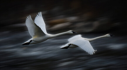 Obraz premium Two white swans fly low over water in a panning shot, sharply focused against a motion-blurred background of warm, autumnal colors, capturing speed and grace.