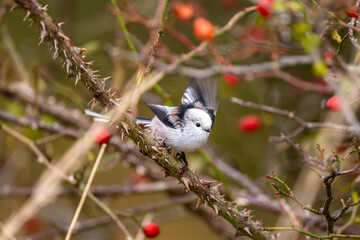 Long-Tailed Tit Sitting On Rosehip Bush