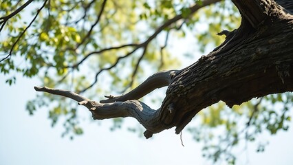 Naklejka premium oligarchy. A broken tree branch hanging precariously from a tree, swaying in gentle wind under natural daylight. ESG reports.