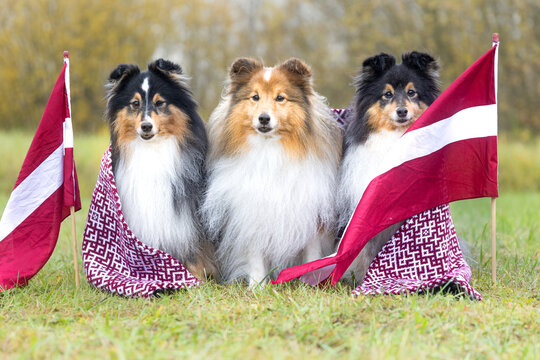 Shetland Sheepdogs wearing traditional Latvian patterned scarves sit proudly between national flags on a grassy field &mdash; a joyful tribute to Latvia&rsquo;s Independence, freedom, and enduring national pride