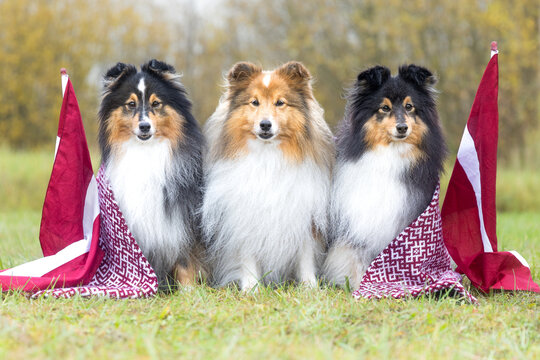Shetland Sheepdogs wearing traditional Latvian patterned scarves sit proudly between national flags on a grassy field &mdash; a joyful tribute to Latvia&rsquo;s Independence, freedom, and enduring national pride