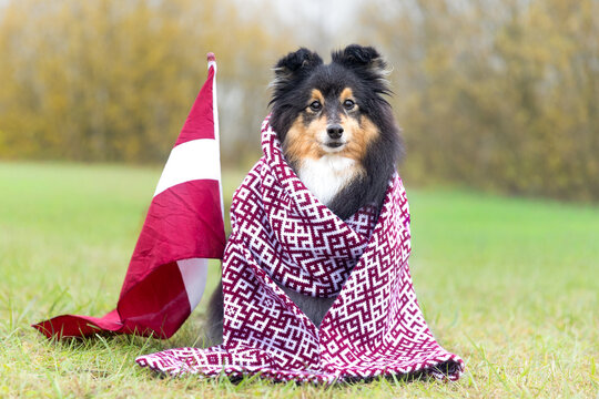 Shetland Sheepdogs wearing traditional Latvian patterned scarves sit proudly between national flags on a grassy field &mdash; a joyful tribute to Latvia&rsquo;s Independence, freedom, and enduring national pride