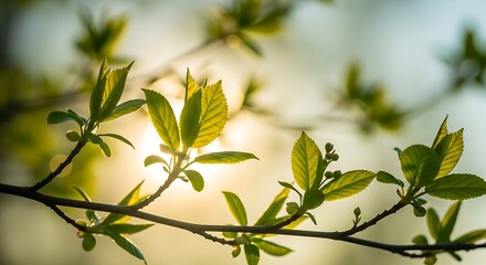 Spring branches overlapping with soft sunlight glow, young leaves semi-transparent under light, pastel background