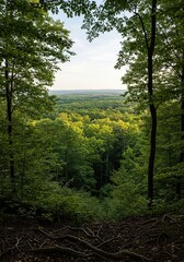 Panoramic view from a tree-covered elevation, showcasing a vast natural landscape under a clear sky. Lush forest canopy stretches to the horizon ,green ,sunny ,foliage