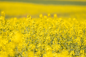 Field Of Rapeseed In Bloom