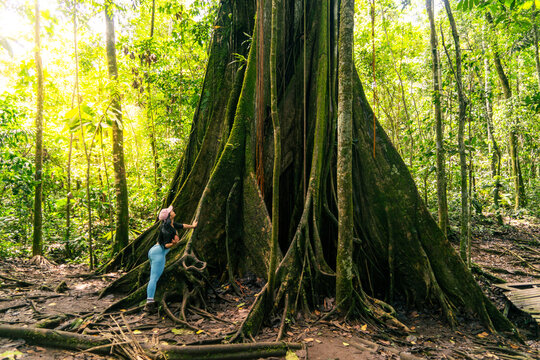 Female traveler looking at the giant tree of the Amazon rainforest, flora and fauna of the jungle with a ray of sunshine.