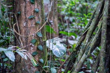 Obraz premium Logs and roots from the jungle, Amazon rainforest and nature