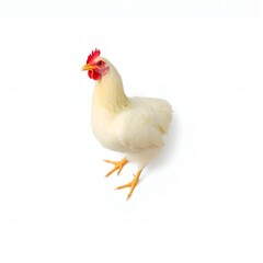 White chicken  isolated on white background